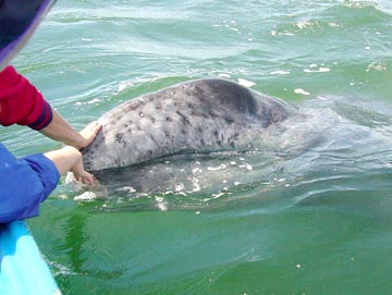 Magdalena Bay Baby Whale Photo 1