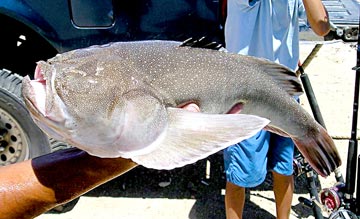 San Jose del Cabo Fishing Photo 2