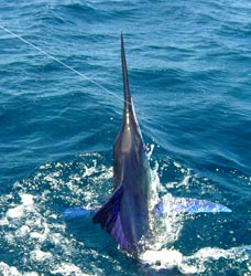 Cabo San Lucas Fishing Photo 2