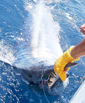 Ixtapa Zihuatanejo Mexico Fishing Photo 2