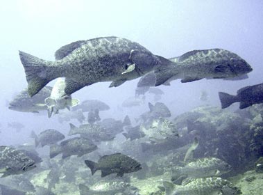 East Cape Mexico Fishing Photo 1