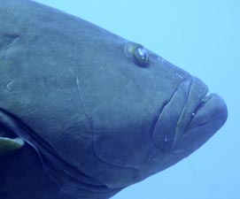 East Cape Mexico Diving Photo 2