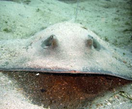 East Cape Mexico Diving Photo 3