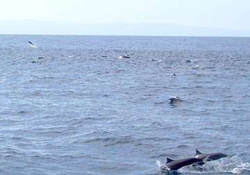 Puerto Vallarta Mexico Fishing Photo 2