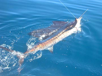 San Carlos Mexico Fishing Photo 2