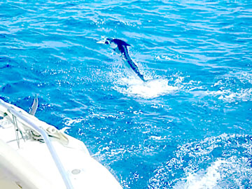 Cabo San Lucas Mexico Fishing Photo 4