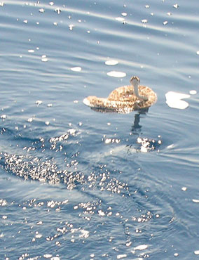 East Cape Mexico Fishing Photo 3