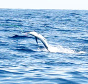 San Carlos Mexico Fishing Photo 1