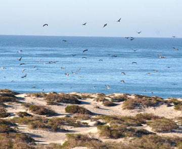 Baja California Mexico Fishing Photo 1