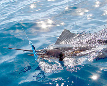 Loreto Mexico Fishing Photo 2