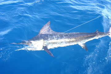 Cabo San Lucas Mexico Fishing Photo 3