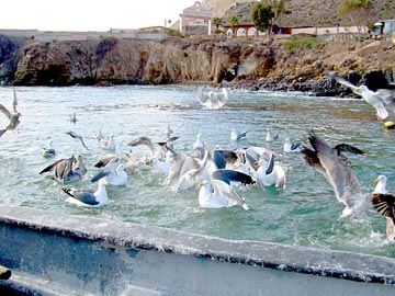 Puerto Santo Tomas Mexico Fishing Photo 1