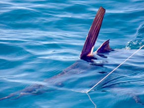 Cabo San Lucas Mexico Fishing Photo 2