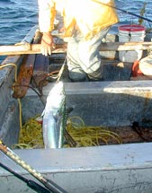 Puerto Santo Tomas Mexico Fishing Photo 1