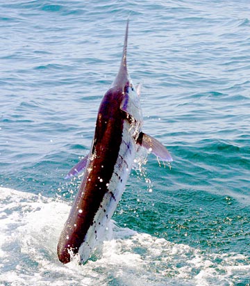 Cabo San Lucas Mexico Fishing Photo 1