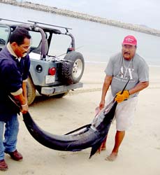 San Jose del Cabo Mexico Fishing Photo 1