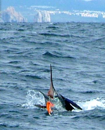 Cabo San Lucas Mexico Fishing Photo 1