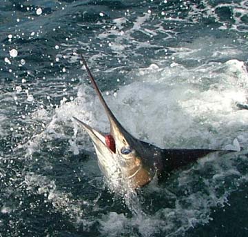 Cabo San Lucas Mexico Fishing Photo 5