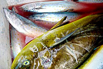 Cabo San Lucas Mexico Fishing Photo 4