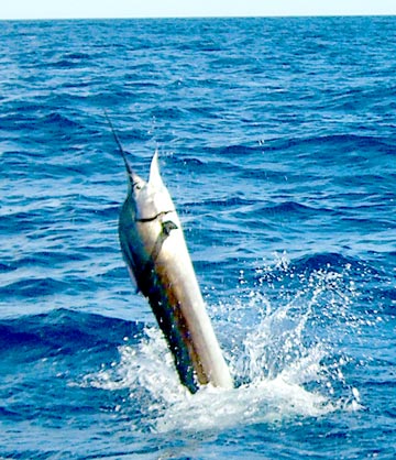 Cabo San Lucas Mexico Fishing Photo 1