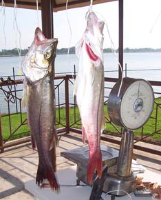 Tecolutla Mexico Snook Fishing Photo 2