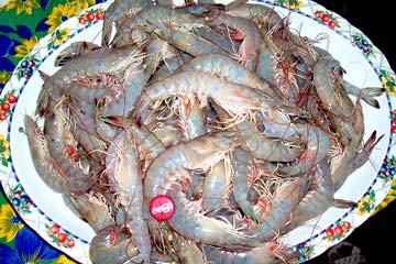 Tecolutla Mexico Shrimp Photo 1