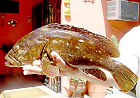 Cabo San Lucas Mexico Fishing Photo 3