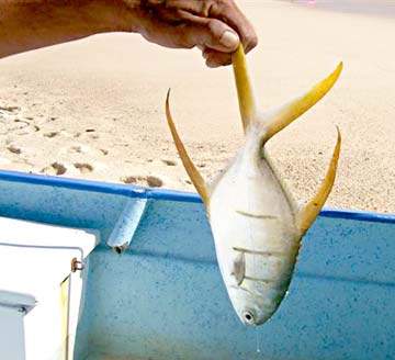 Cabo San Lucas Mexico Fishing Photo 4