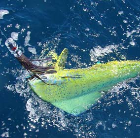 Loreto Mexico Fishing Photo 2