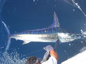 Puerto Vallarta Mexico Fishing Photo 3