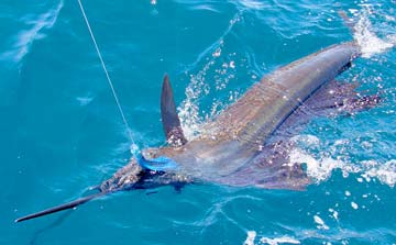 Sea of Cortez Mexico Marlin Photo 1