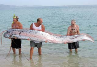 East Cape Mexico Oarfish Photo 1