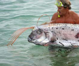 East Cape Mexico Oarfish Photo 2