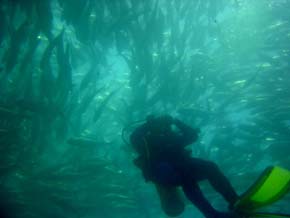 East Cape Mexico Diving Photo 1