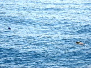 San Carlos Mexico Hooked Sea Turtle Photo 1