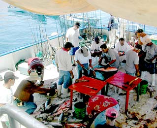 Sea of Cortez Midriff Mexico Fishing Photo 2