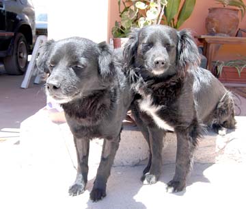 Loreto Mexico Homeless Dogs Photo 1