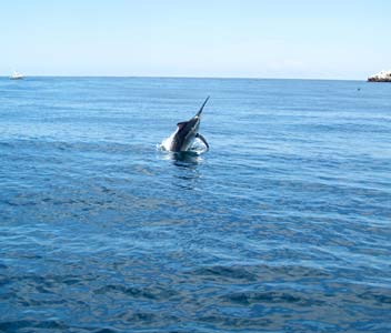 Puerto Vallarta Mexico Fishing Photo 4