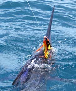 Loreto Mexico Fishing Photo 2