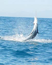 Sailfish leaping in the air during fishing at Loreto, Mexico.