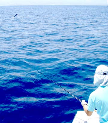 Striped marlin fighing on fly fishing tackle at East Cape, Mexico.