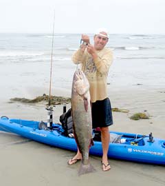 Large white seabass caught while kayak fishing at San Quintin, Mexico.