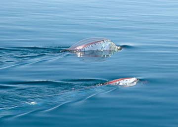 Santa Rosalia Mexico Live Oarfish Encounter Photo 1