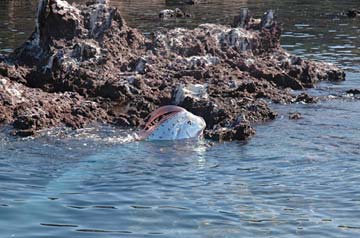 Santa Rosalia Mexico Live Oarfish Encounter Photo 3