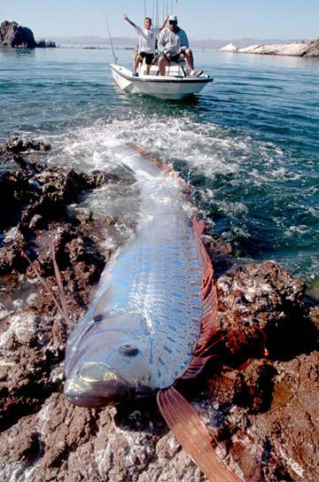 Santa Rosalia Mexico Live Oarfish Encounter Photo 4