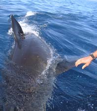 Isla Guadalupe Mexico Great White Shark Encounter Photo 2