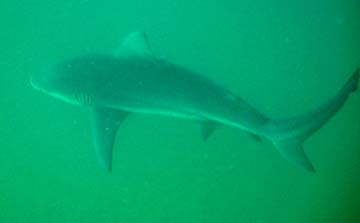 East Cape Mexico Bull Shark Diving Photo 1