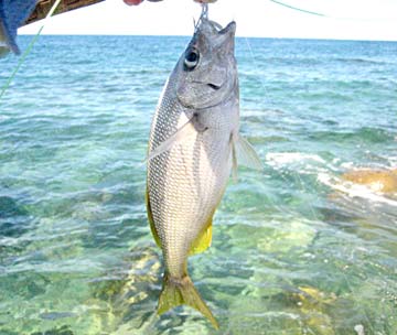 Rocky Point Mexico Fishing Photo 1