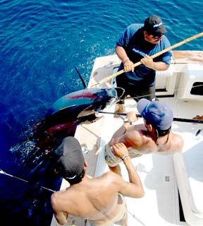 Puerto Vallarta Mexico Tuna Fishing Photo 4