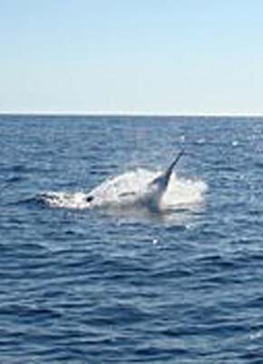 Gordo Banks Mexico Black Marlin Fishing Photo 2